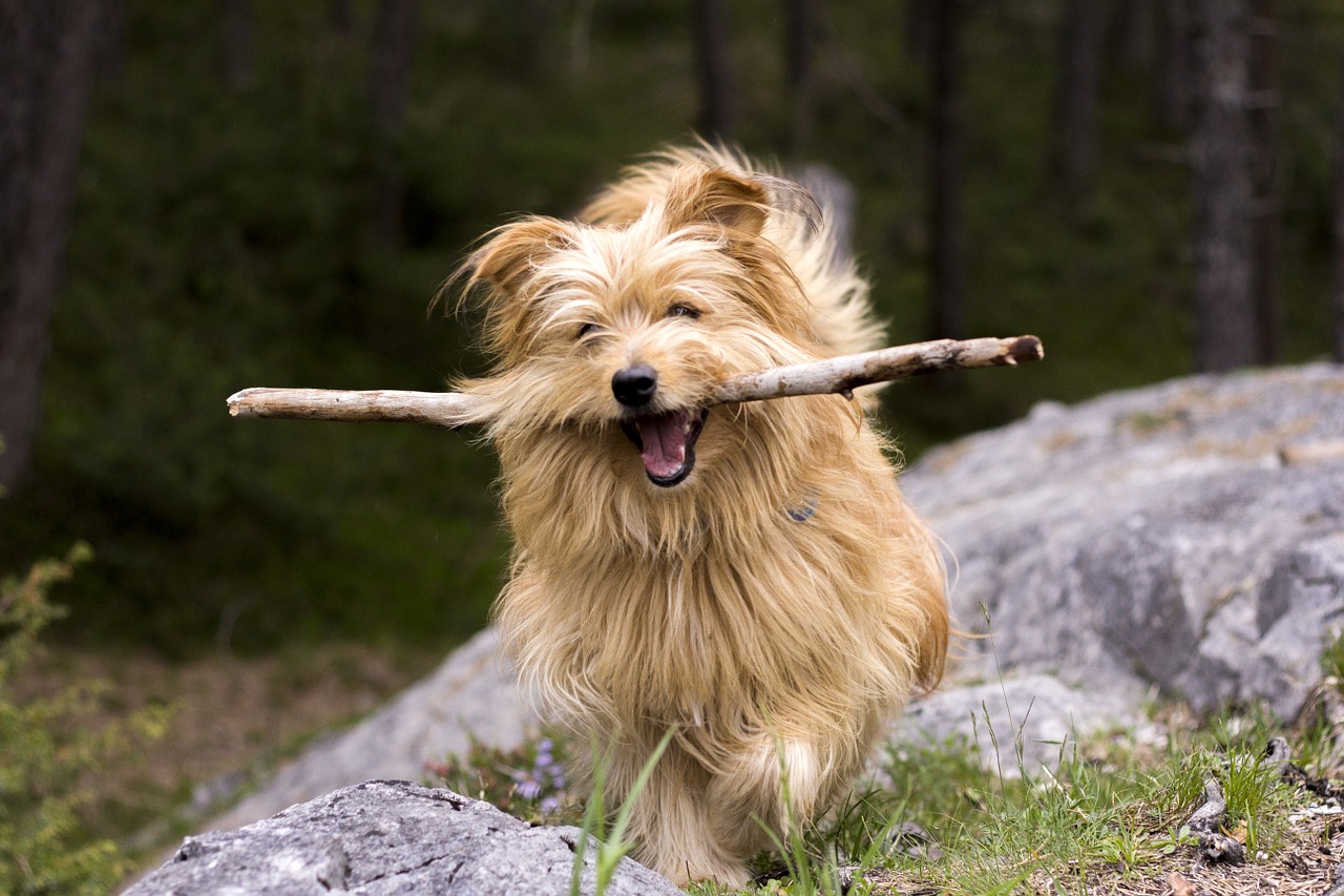 dog floor forest free photo