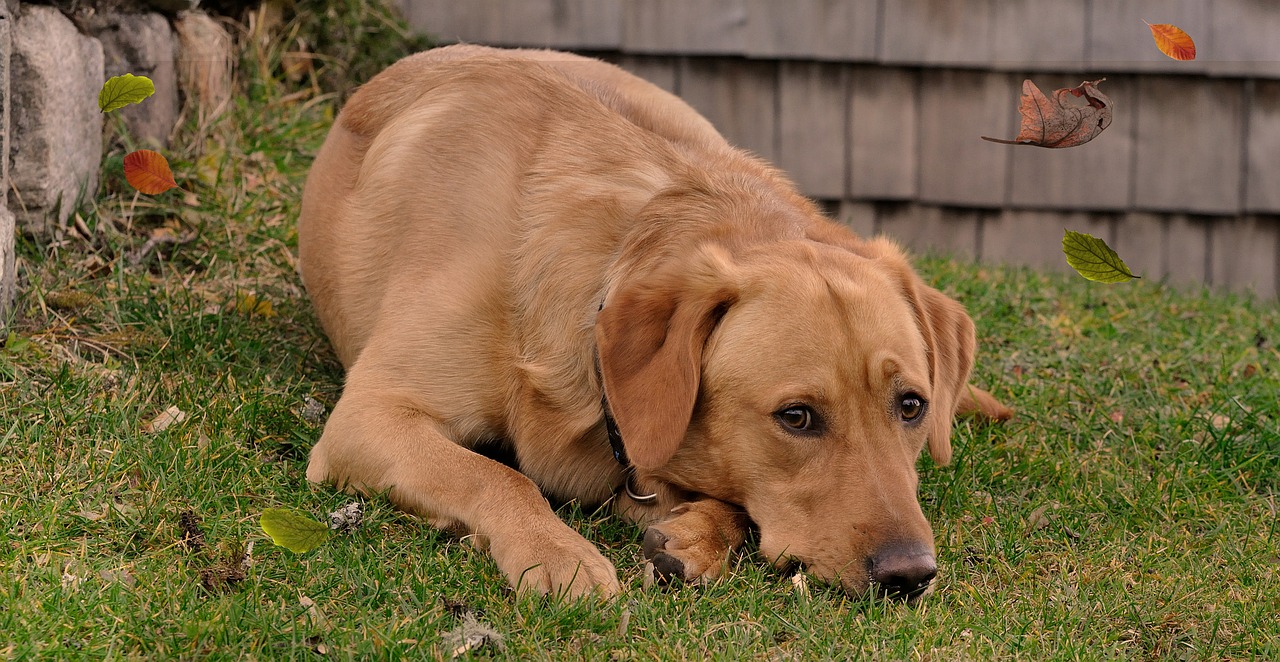 dog labrador lying free photo