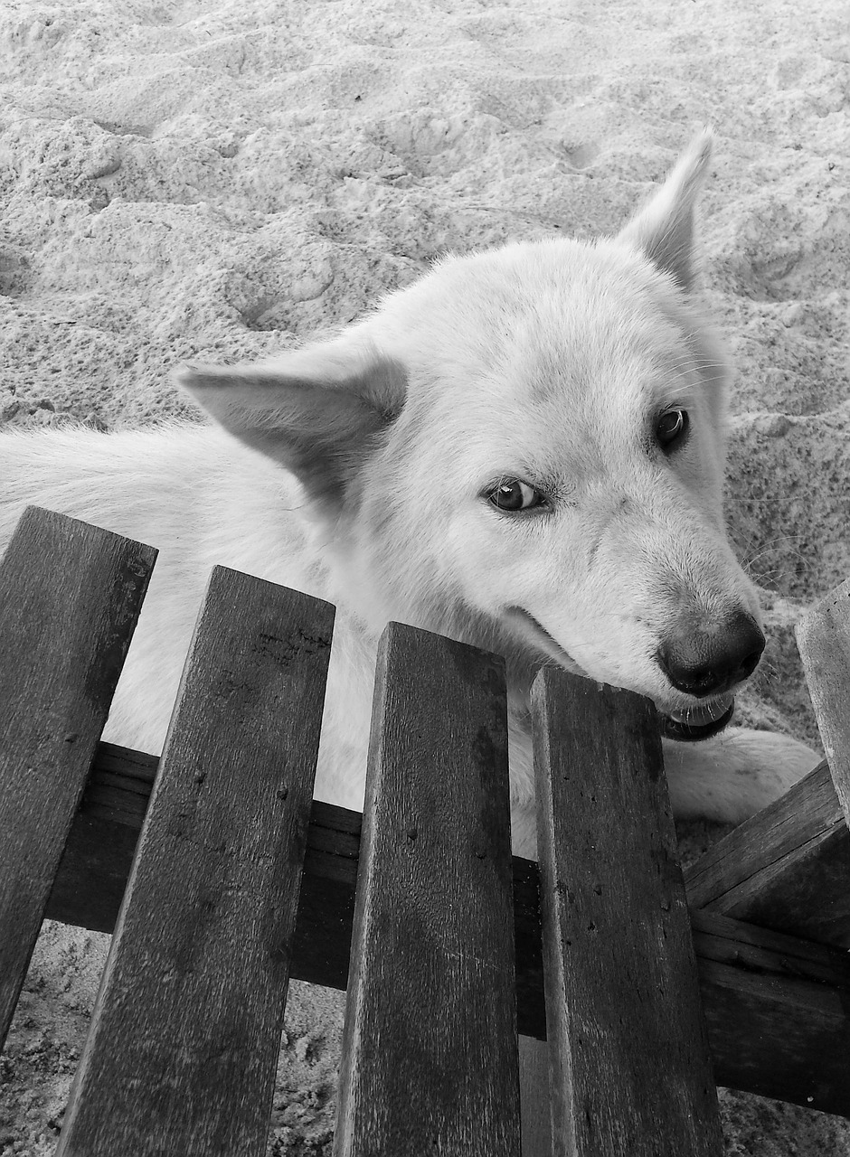 dog beach sand free photo