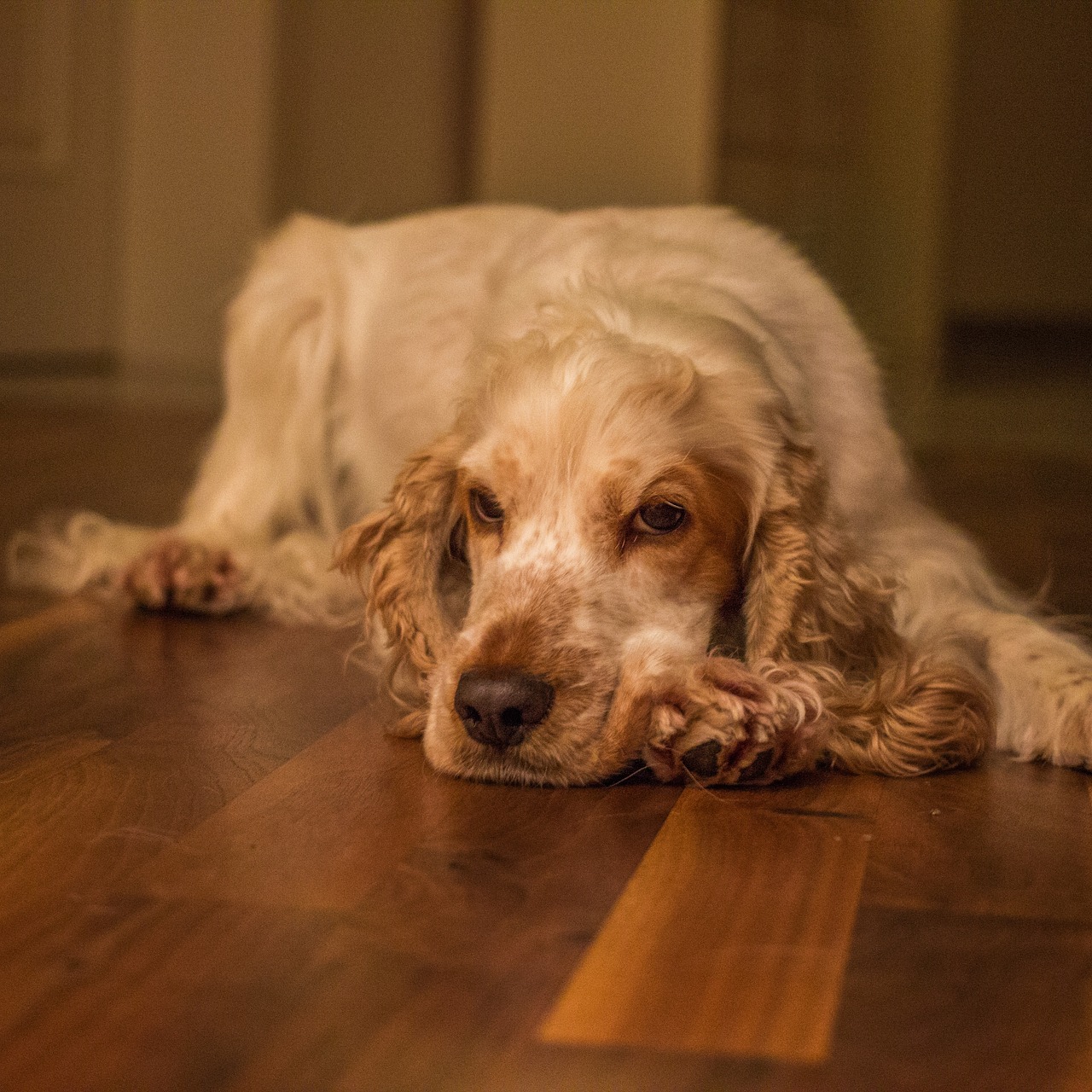 dog cocker cocker spaniel free photo