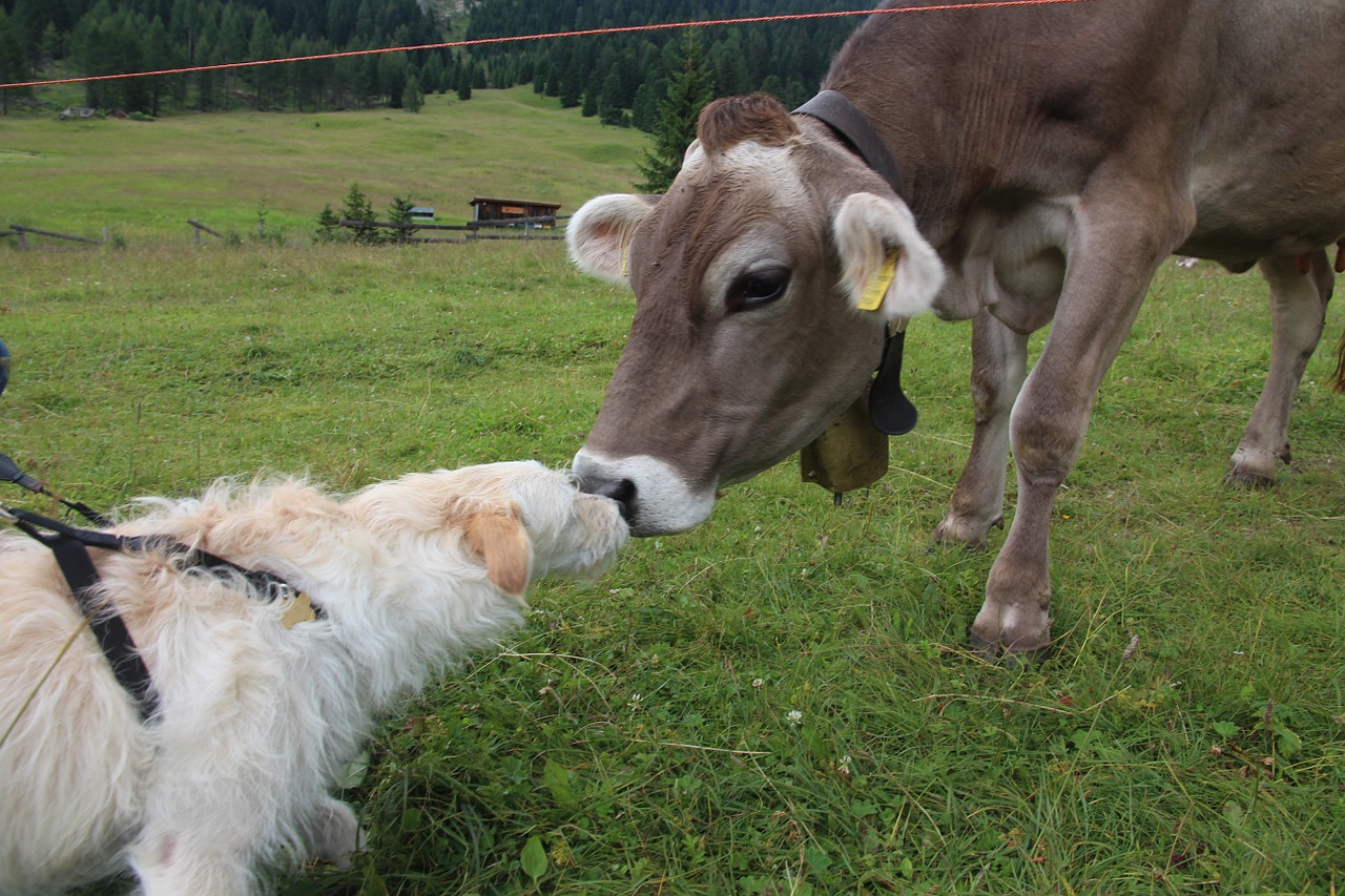 dog cow dolomites free photo