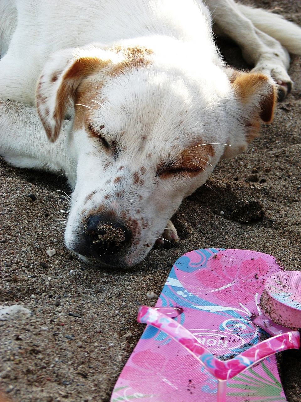 dog beach sleep free photo