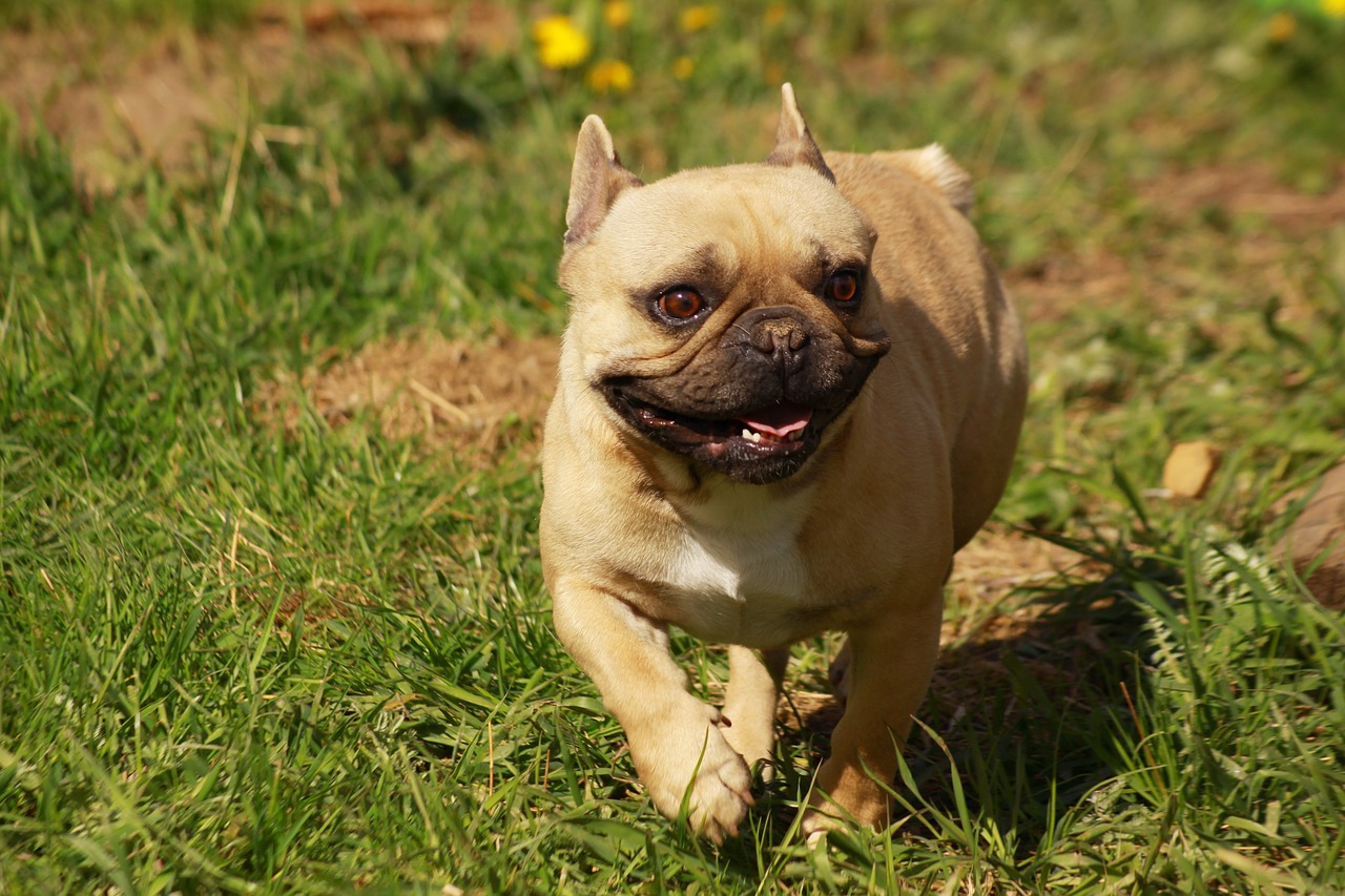 dog bulldog from the fichtelgebirge court free photo