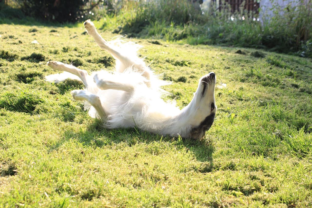 dog greyhound borzoi free photo