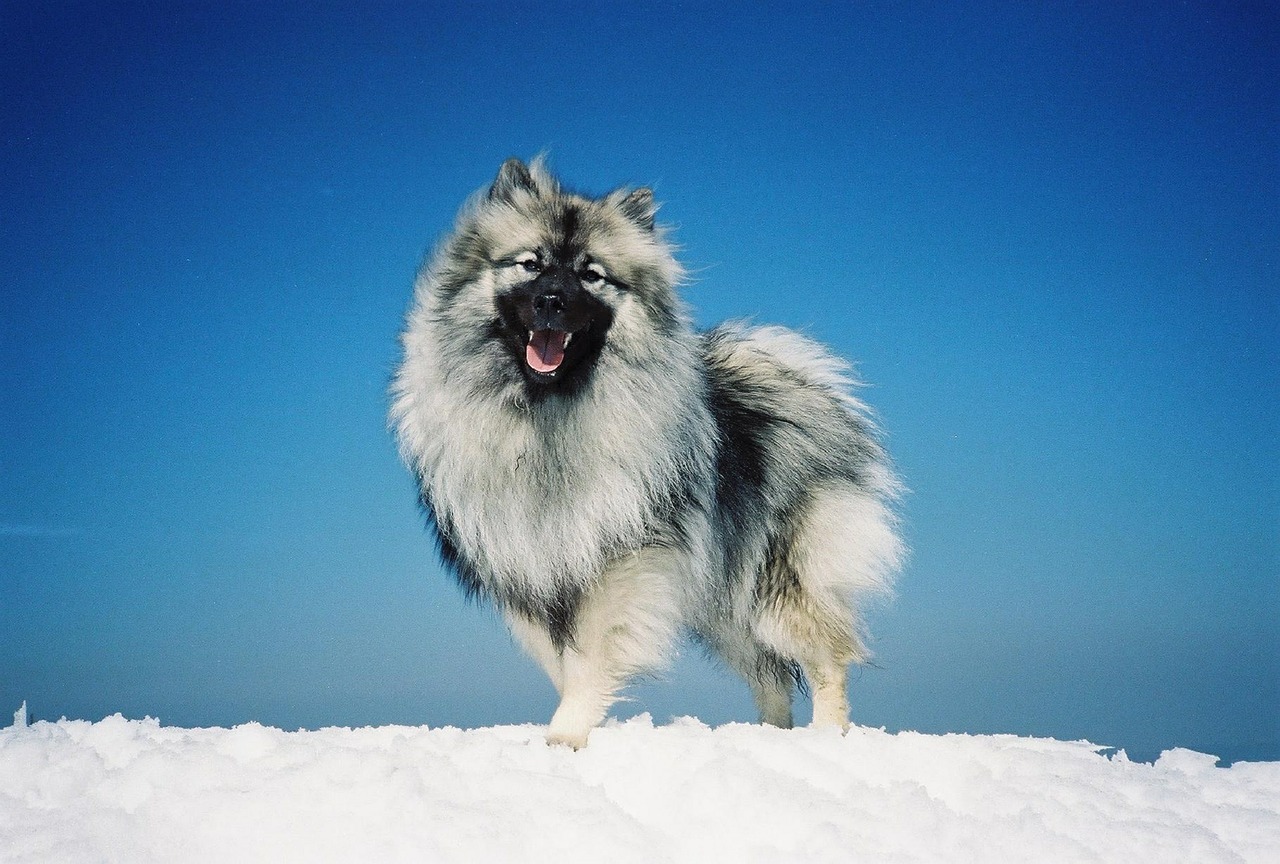 dog canine spitz free photo