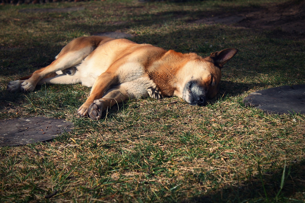 dog rest siesta free photo