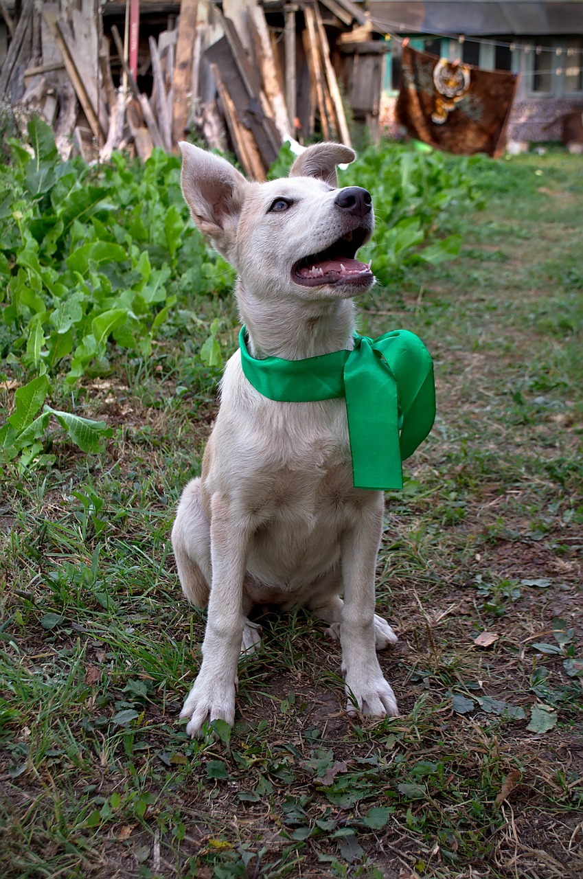 dog joy bow free photo