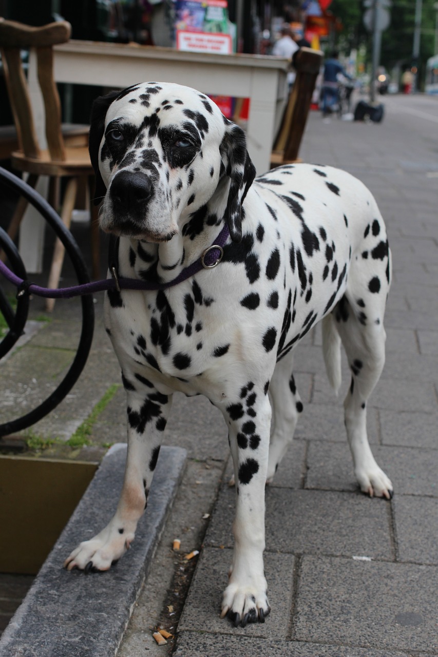 dog dalmatian spots free photo