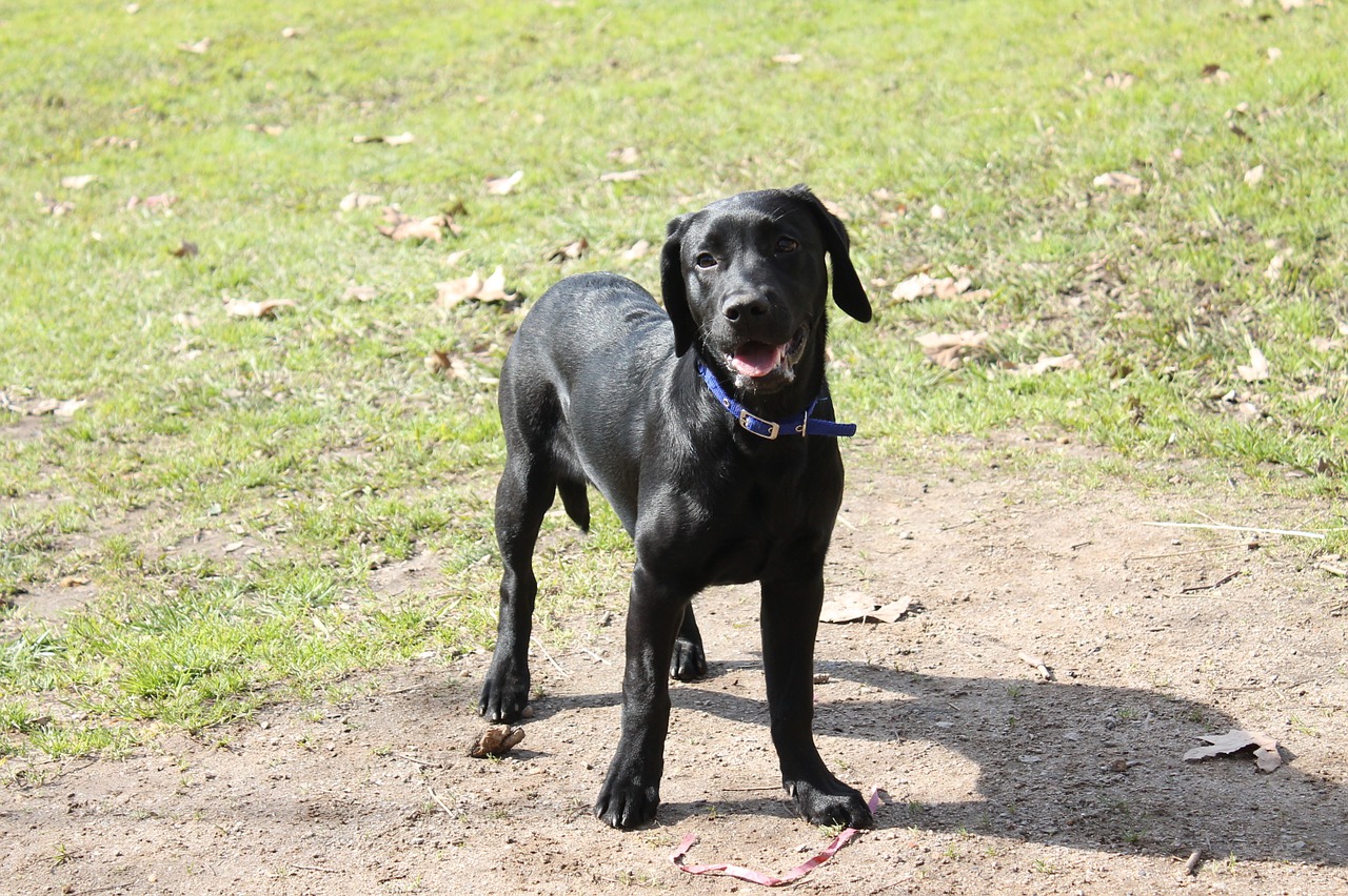 dog retriever animal free photo