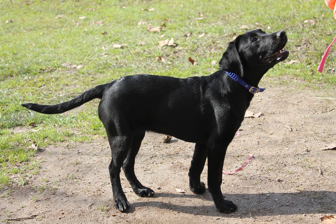 dog retriever animal free photo