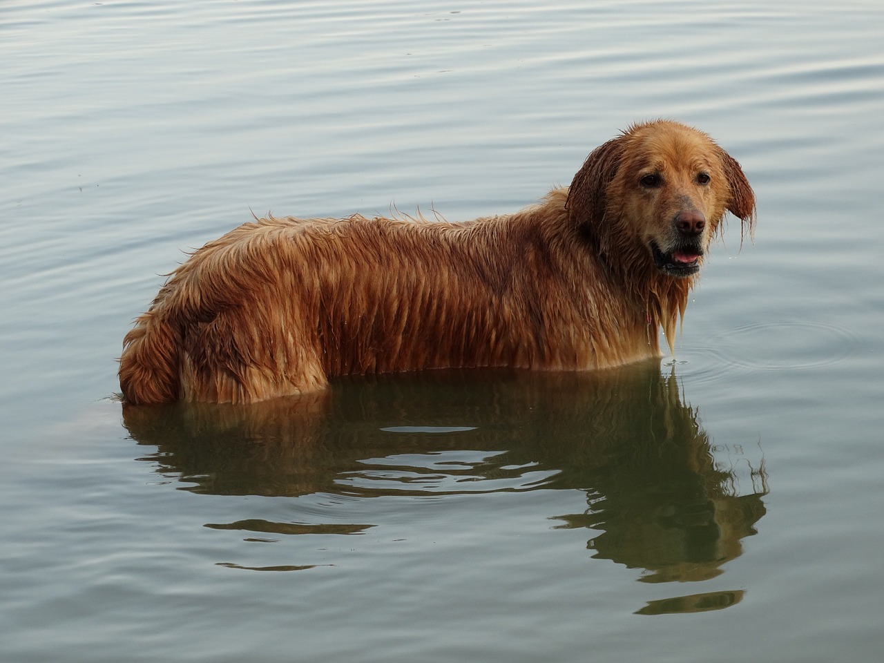dog lake swim free photo