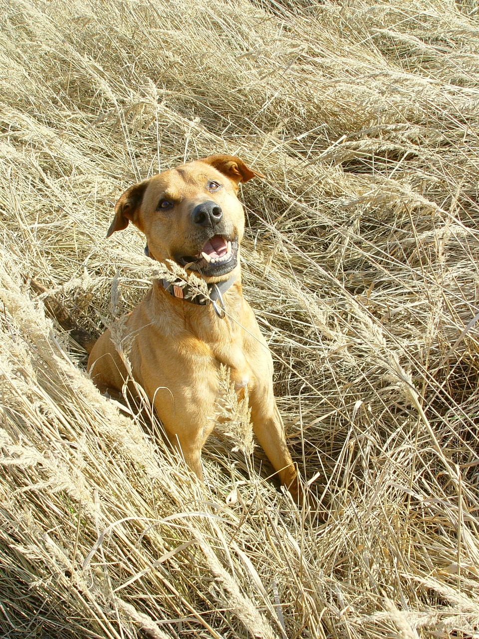 dog grass animal free photo