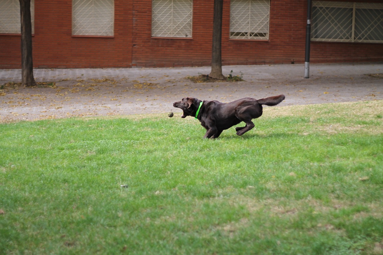 dog speed ball free photo