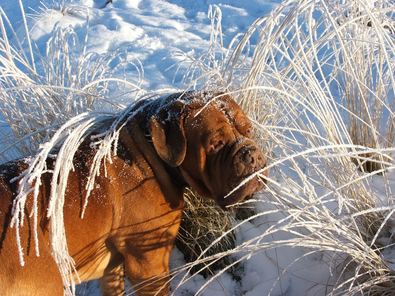 dog mastiff pet free photo