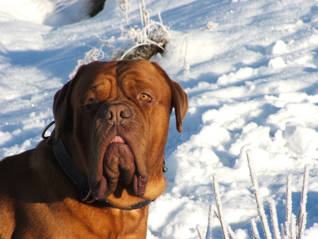 dog mastiff pets free photo