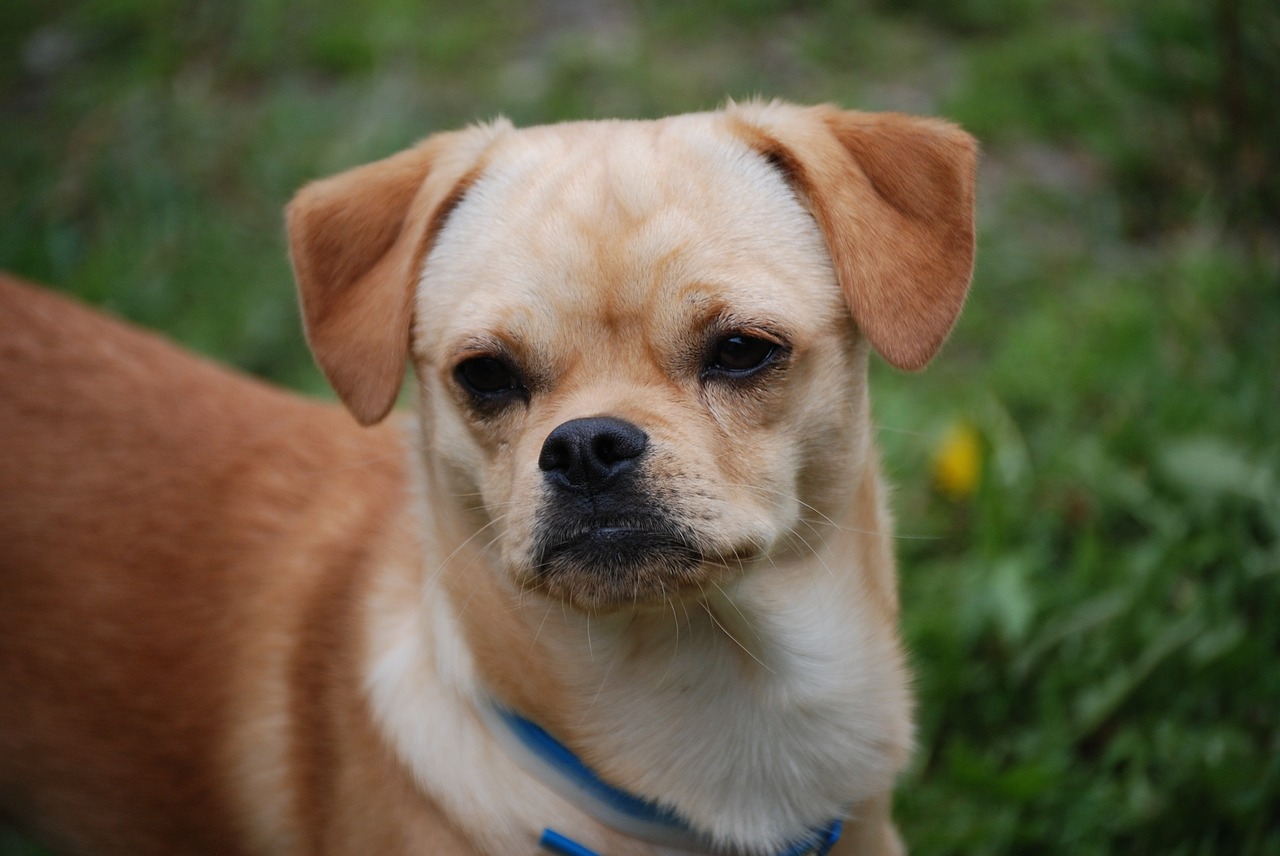 dog pekingese cute free photo