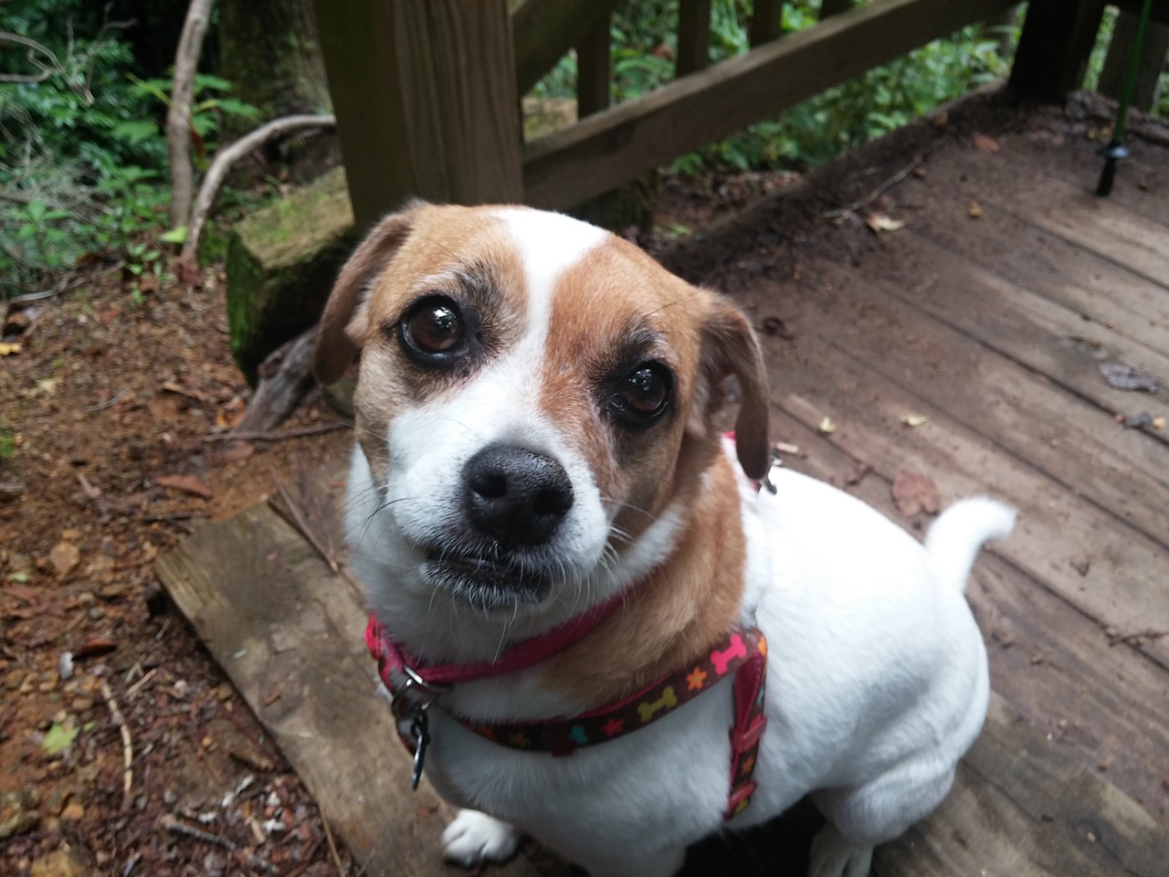 dog puppy dog eyes canine free photo