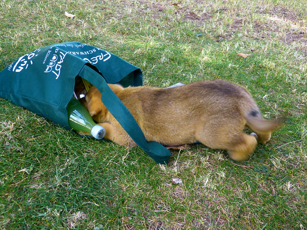 dog young playful free photo