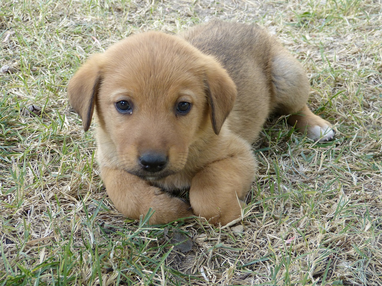 dog young tired free photo