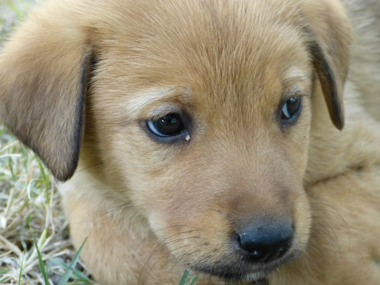 dog young tired free photo