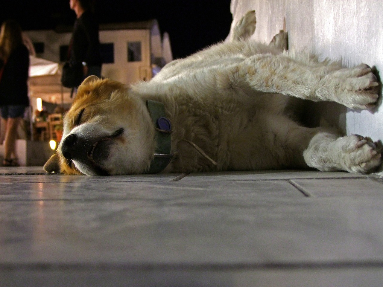 dog sleeping roadside free photo