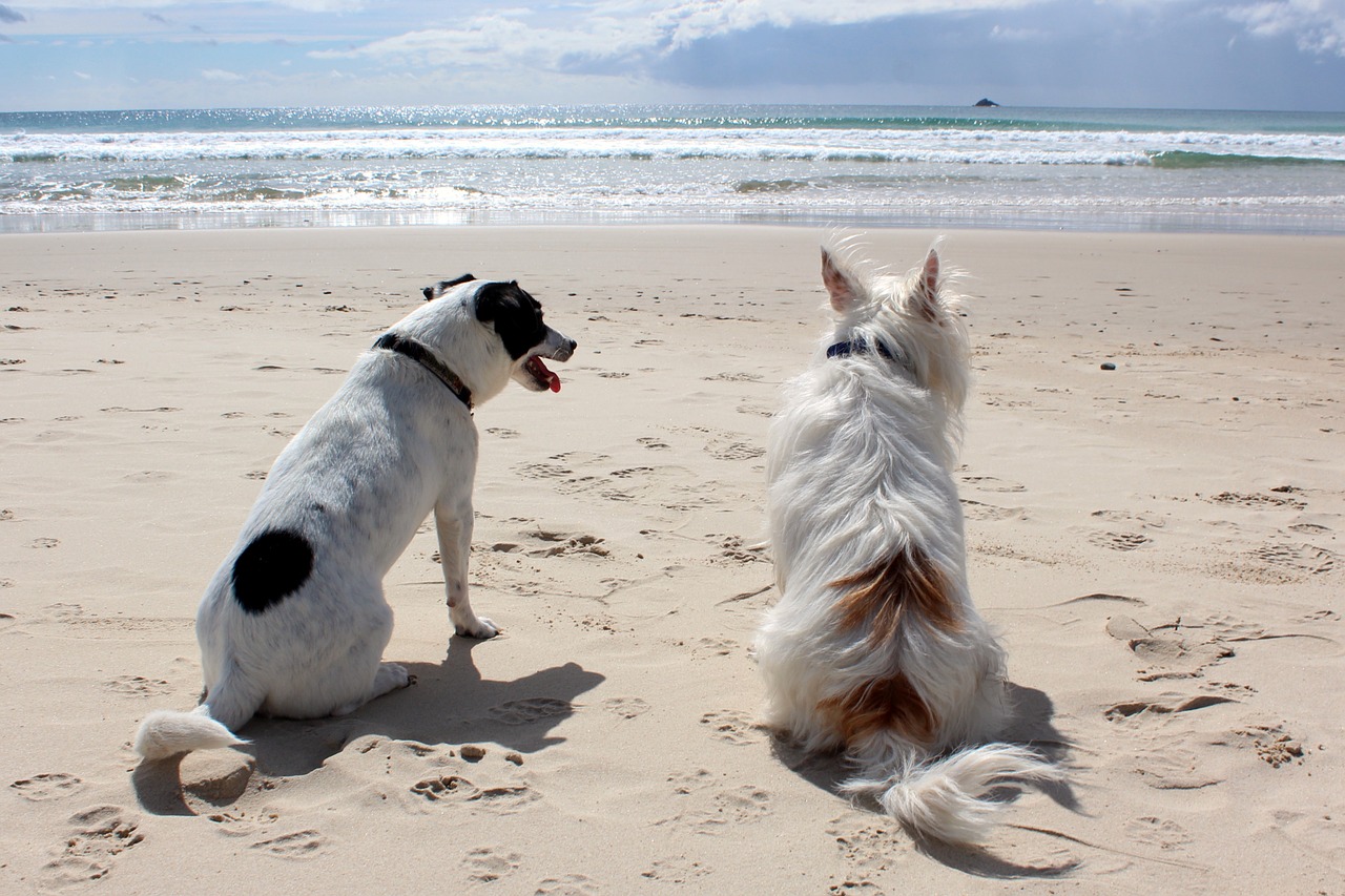 dog beach pet free photo