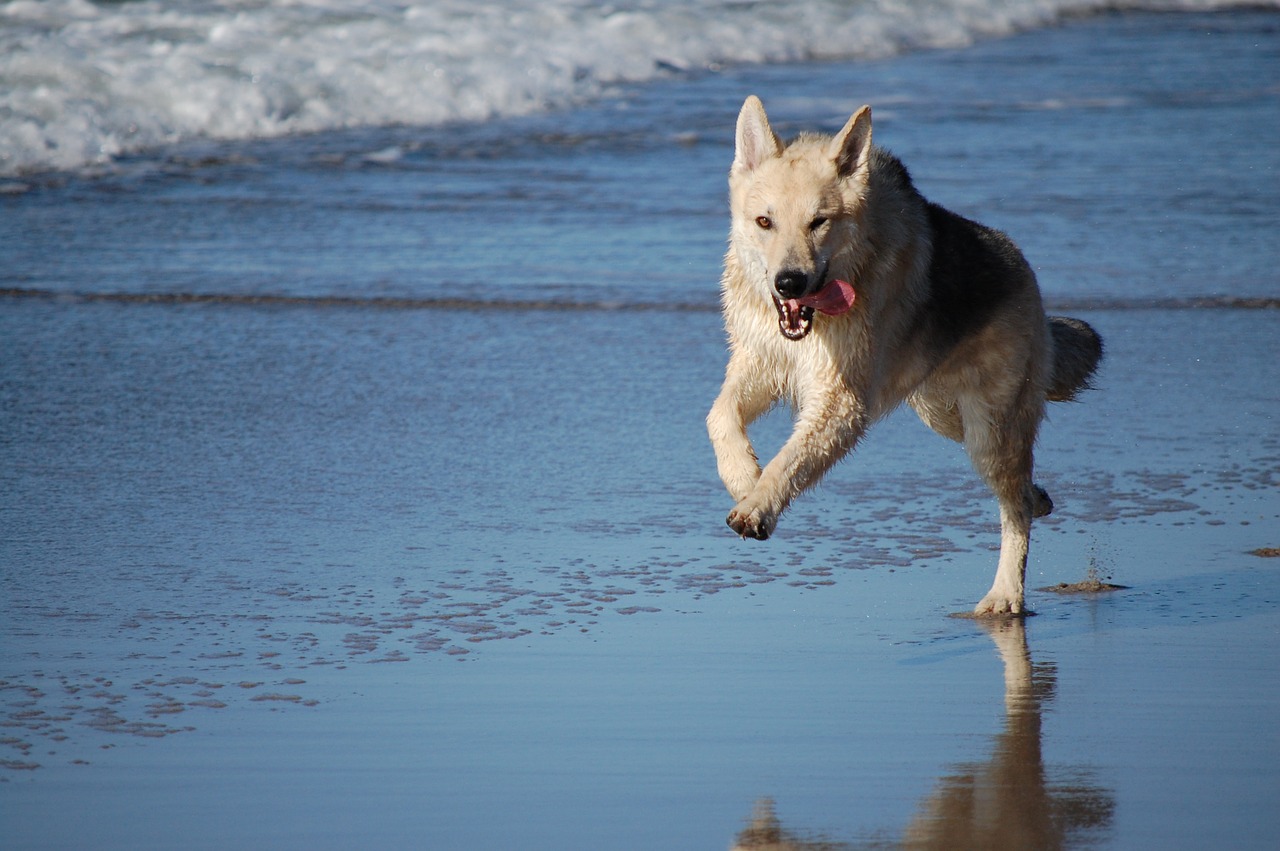 dog hybrid sled dog free photo