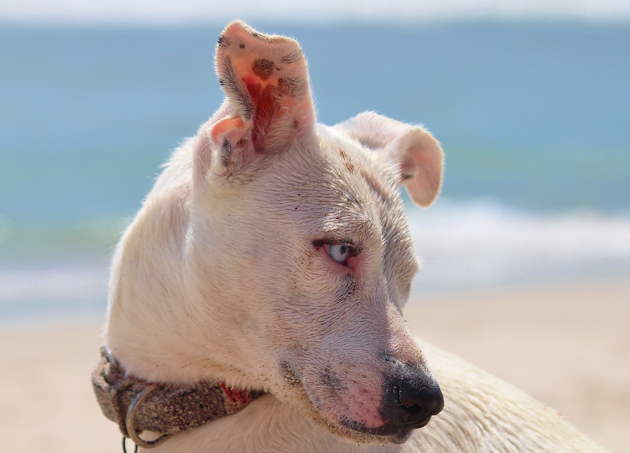 dog beach sea free photo