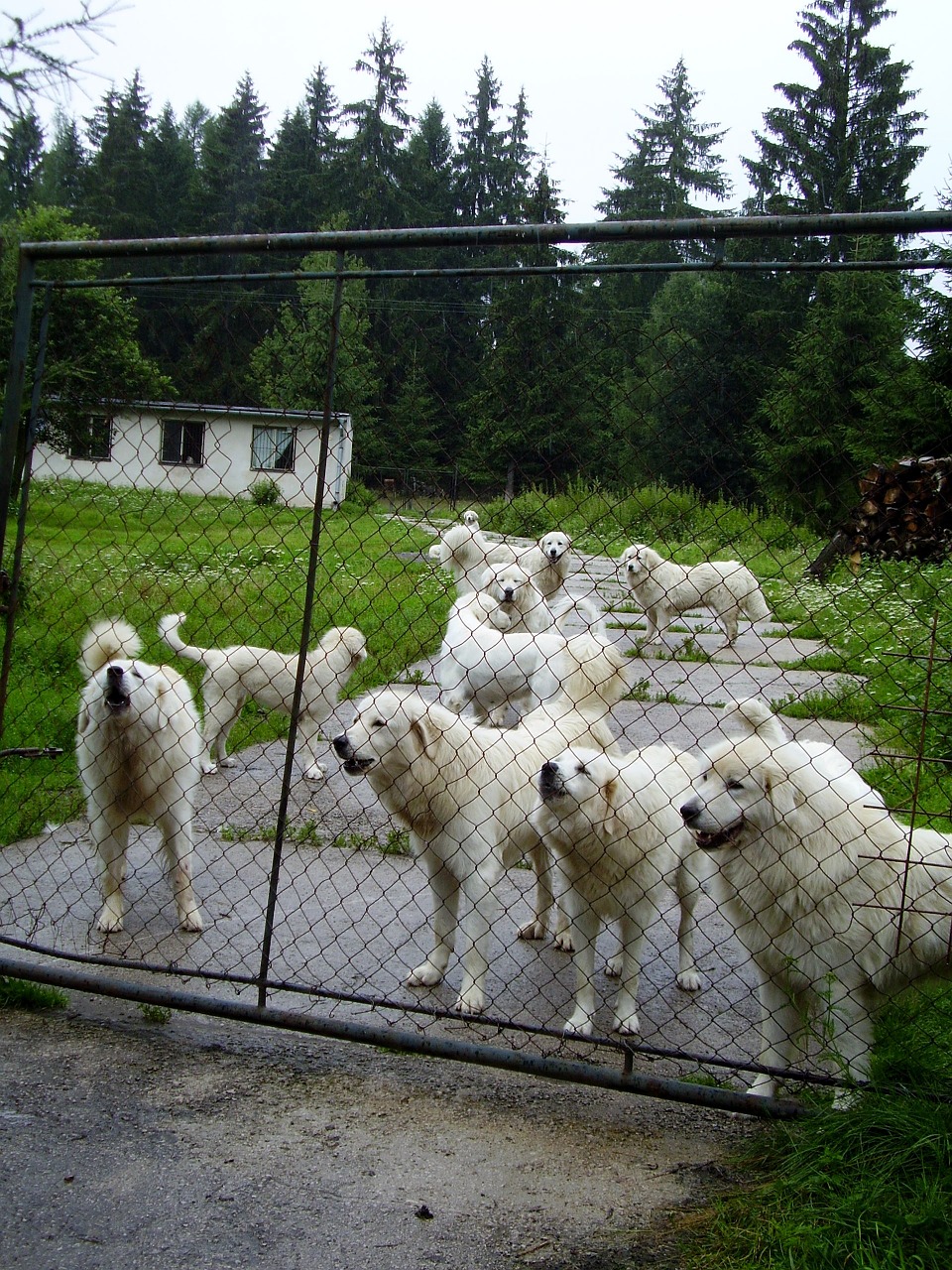 dog dogs fence free photo