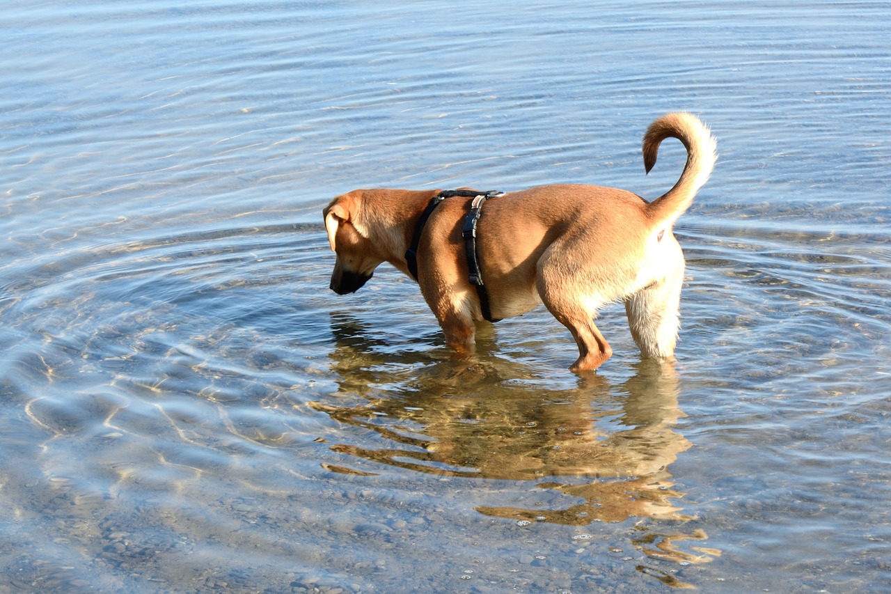 dog brown young dog free photo