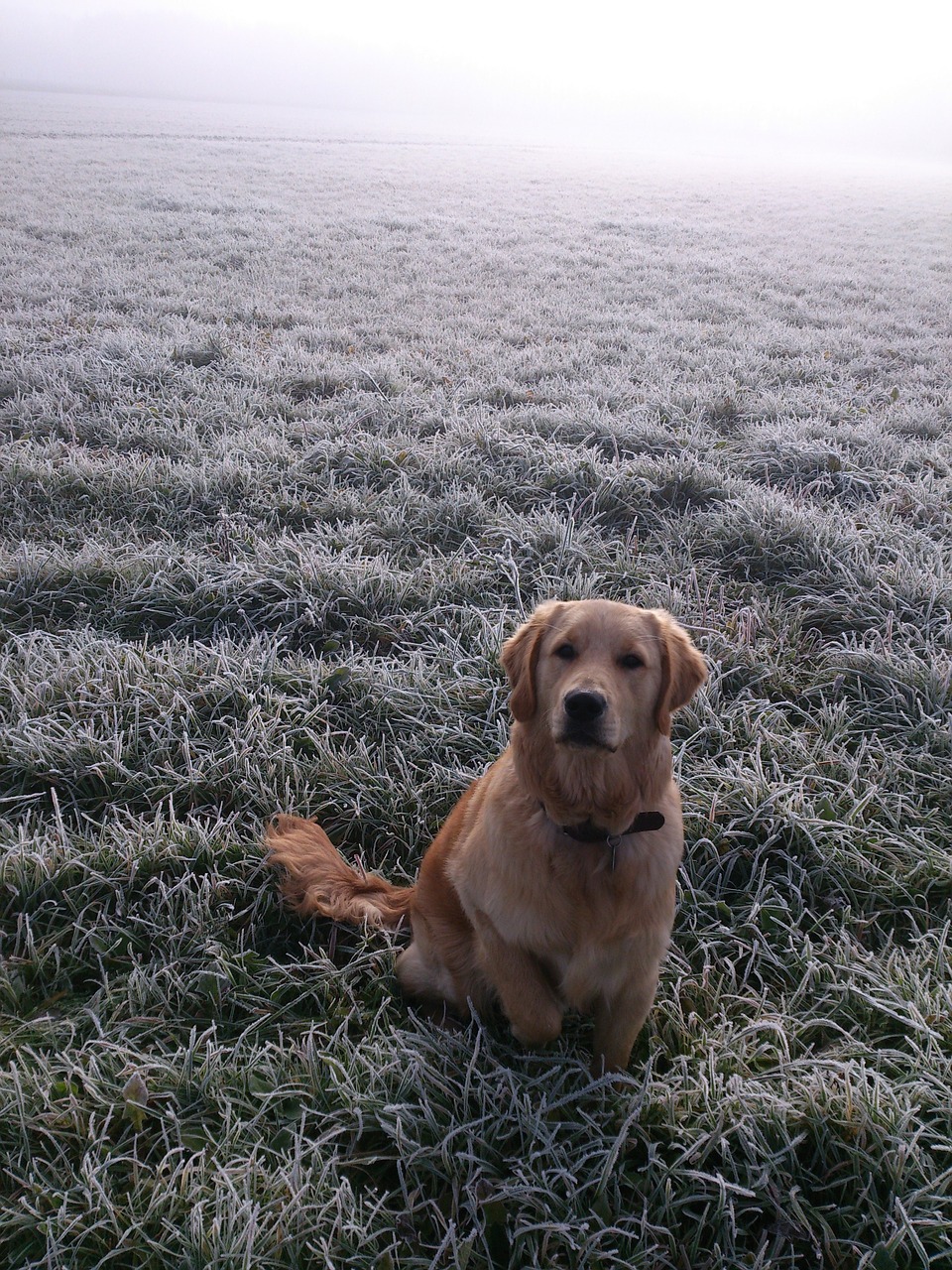 dog golden retriver dog portrait free photo