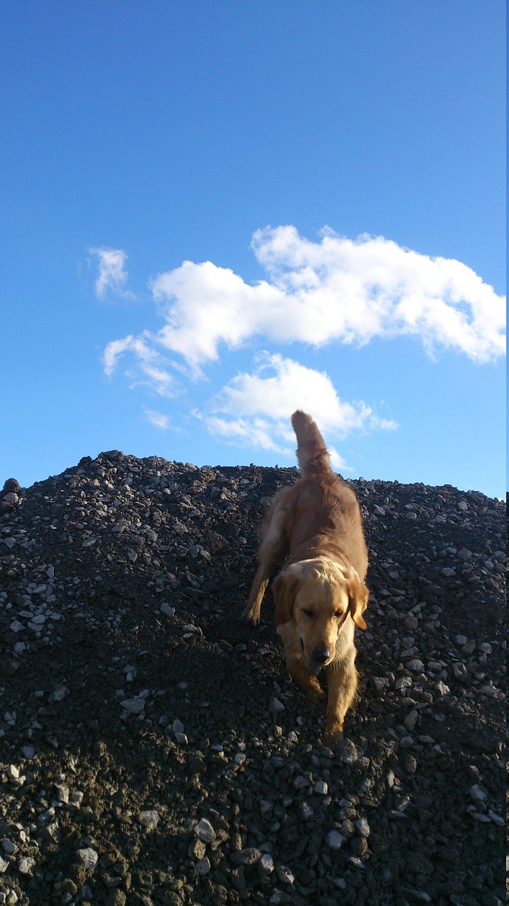 dog cute cloud free photo