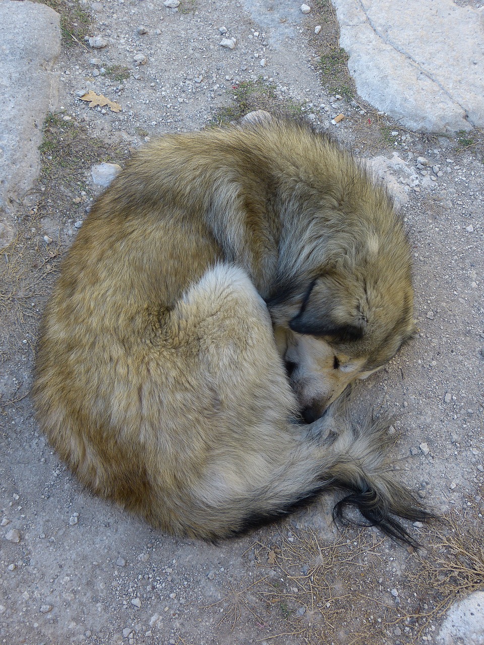 dog sleep rest free photo