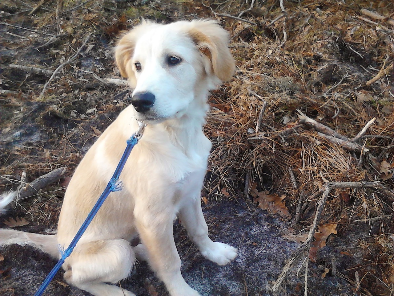 dog golden retriever cute free photo