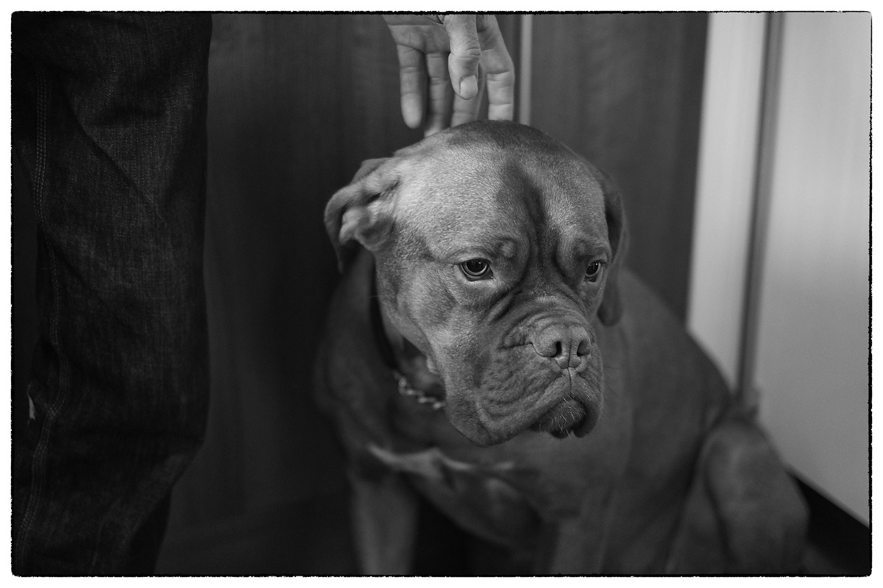 dog bordeaux dogue free photo