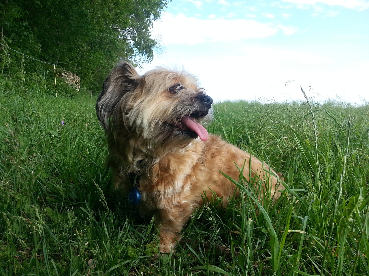 dog dog on meadow hundeportrait free photo