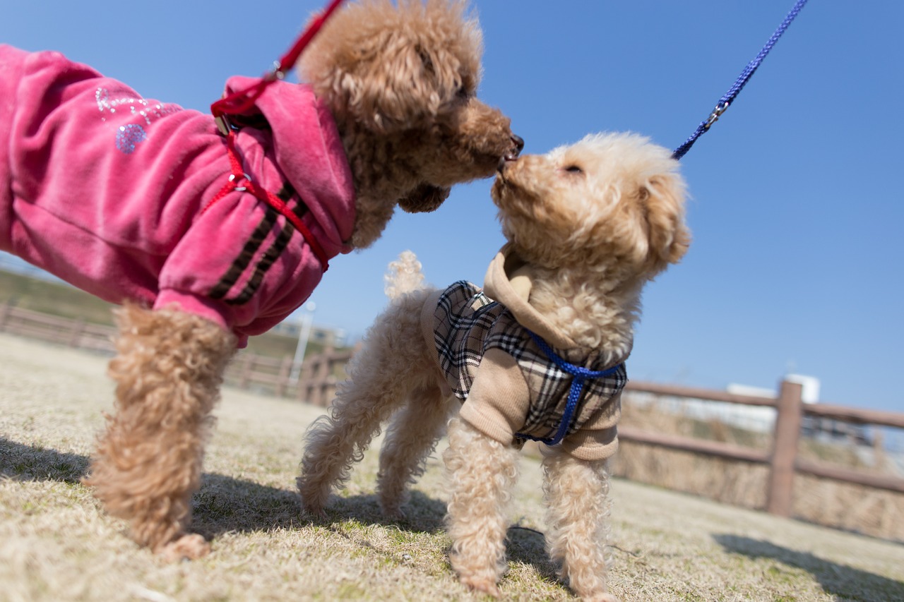 dog poodle animal free photo