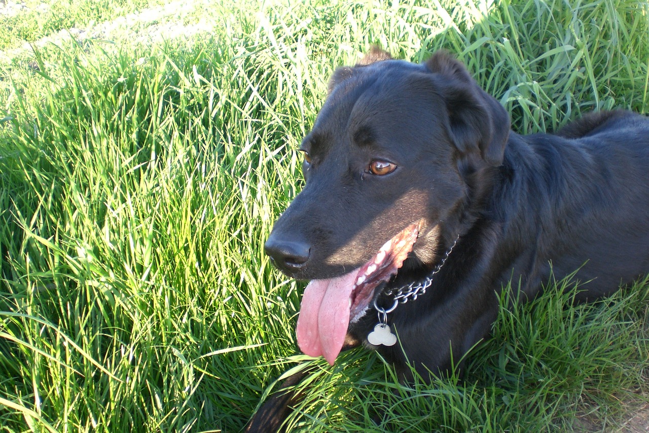 dog meadow dog on meadow free photo