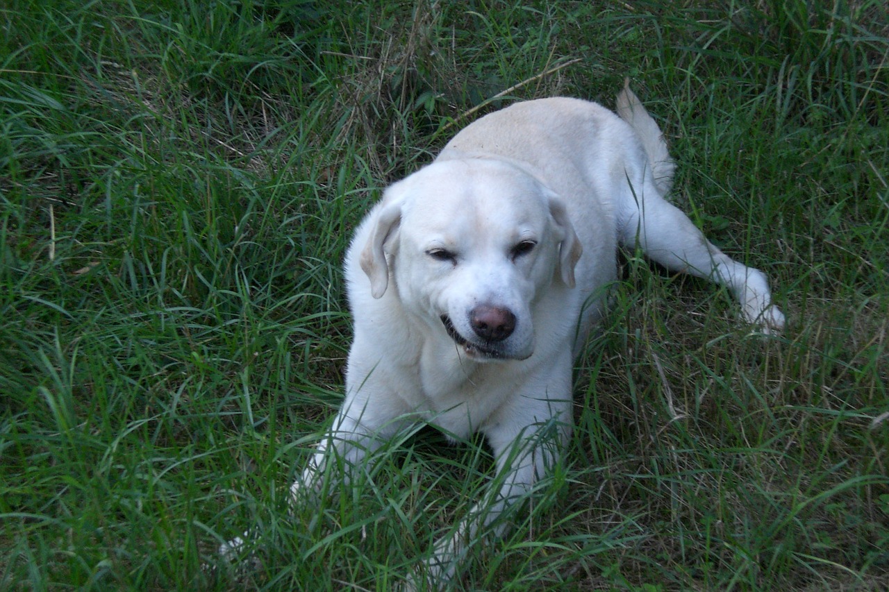 dog labrador white free photo