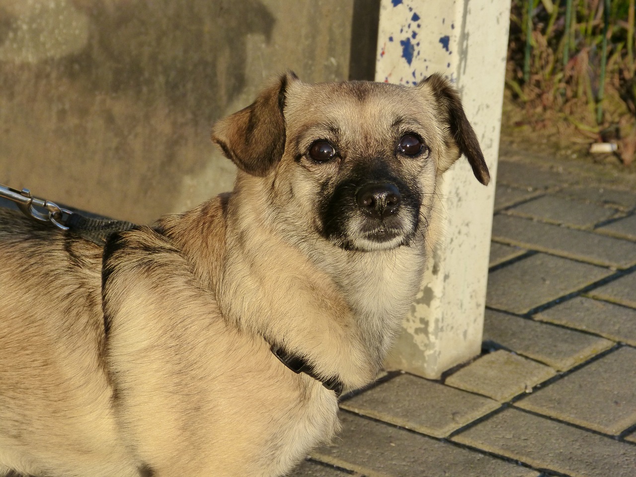 dog portrait pet free photo