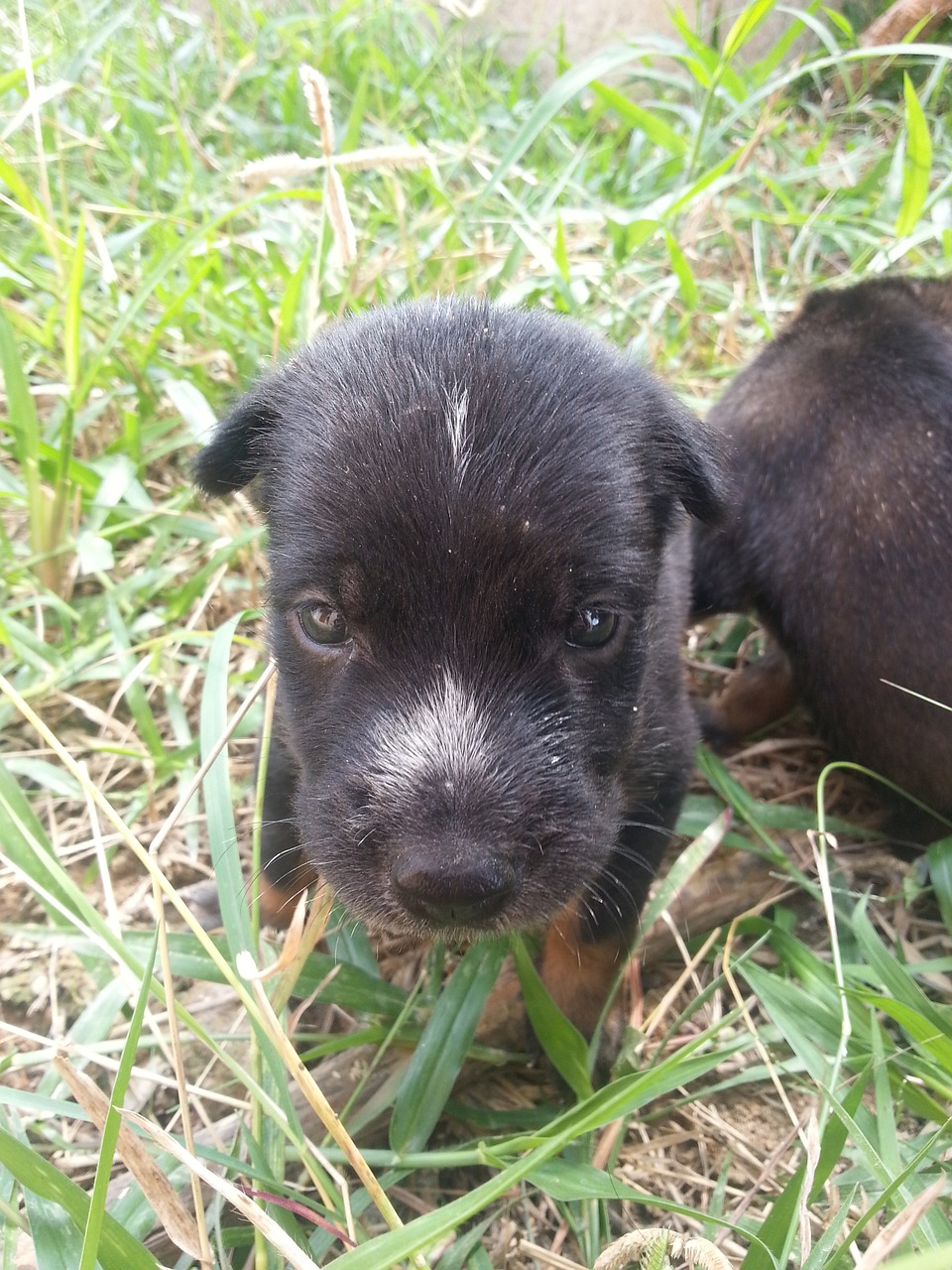 dog puppy black free photo