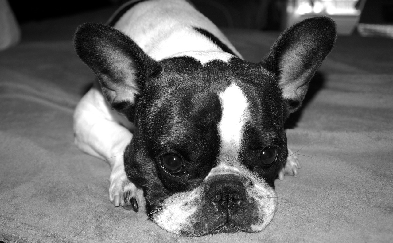 dog french bulldog black and white free photo
