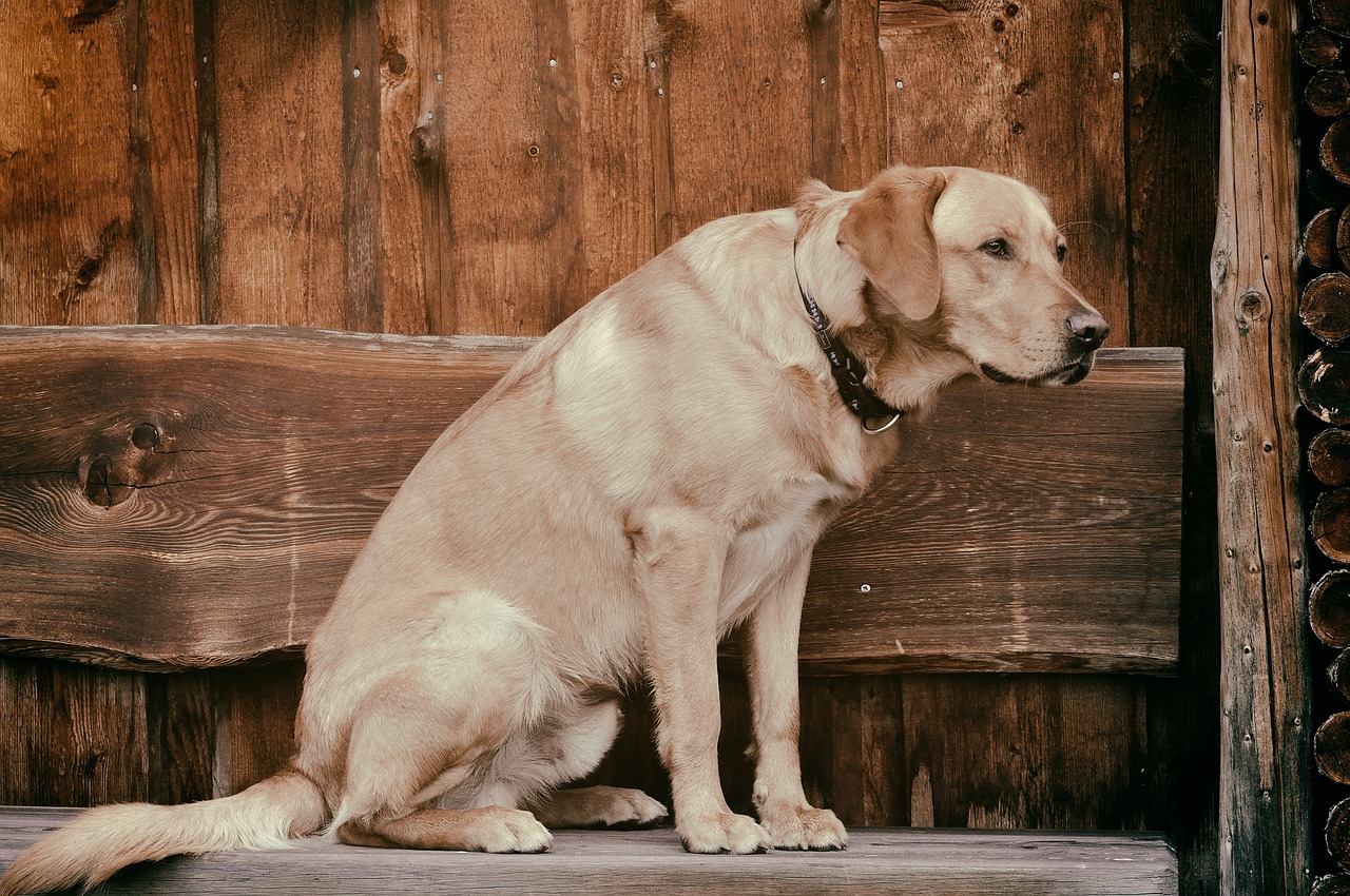 dog animal labrador free photo