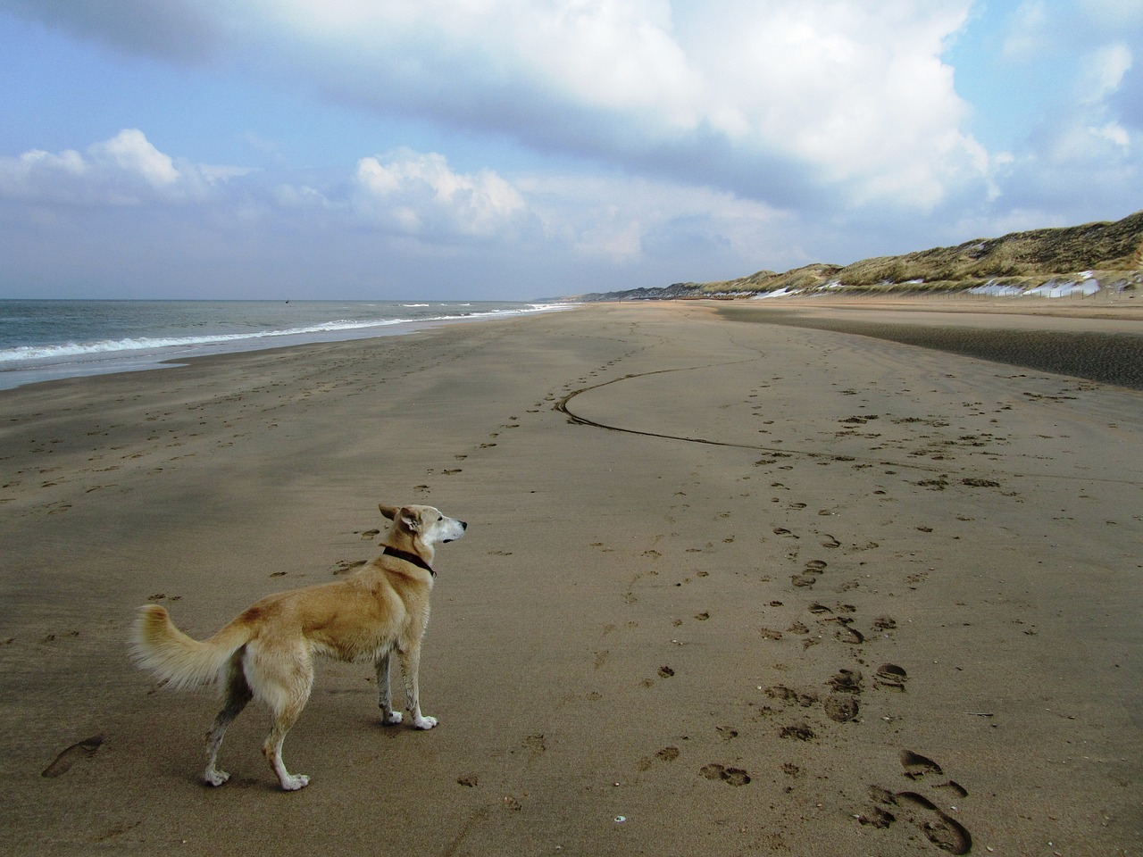 dog sea distant free photo
