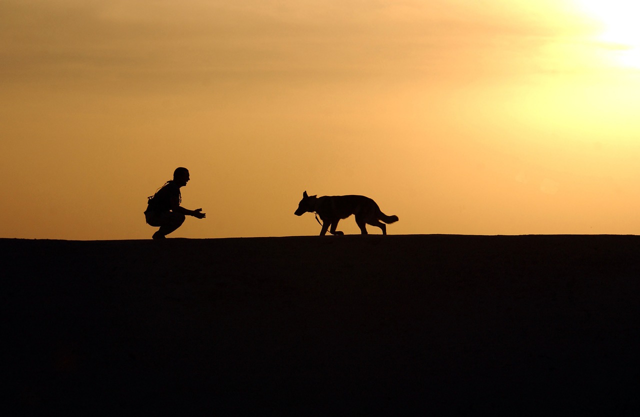 dog trainer silhouettes free photo