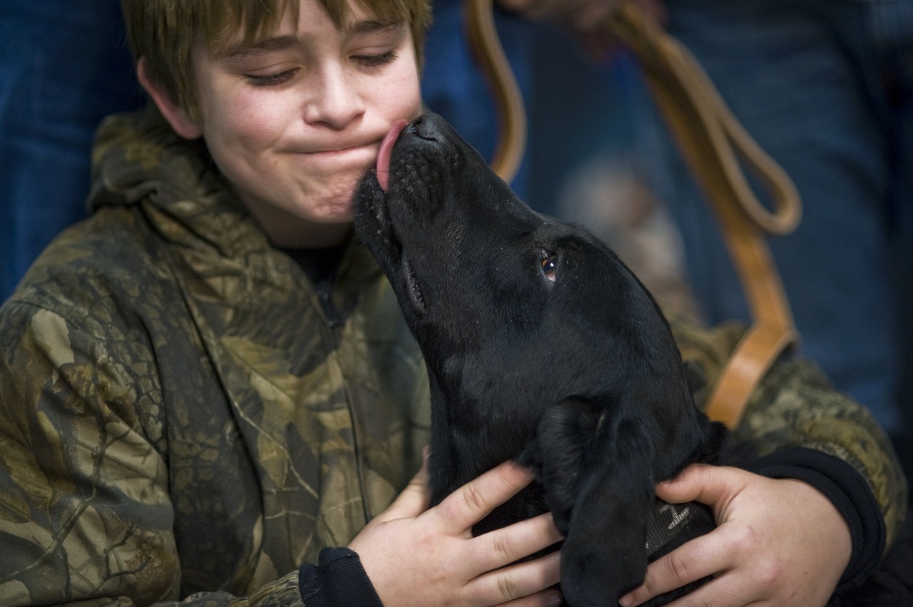 dog labrador retriever free photo