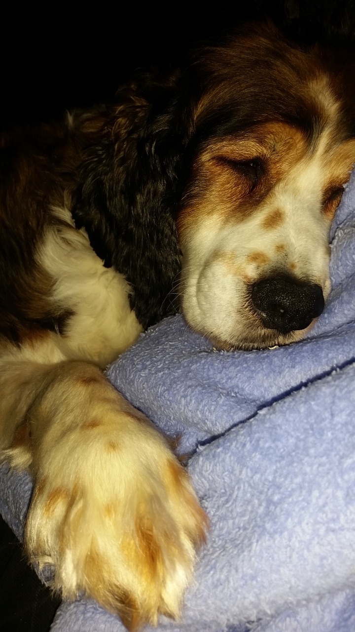 dog sleep springer free photo