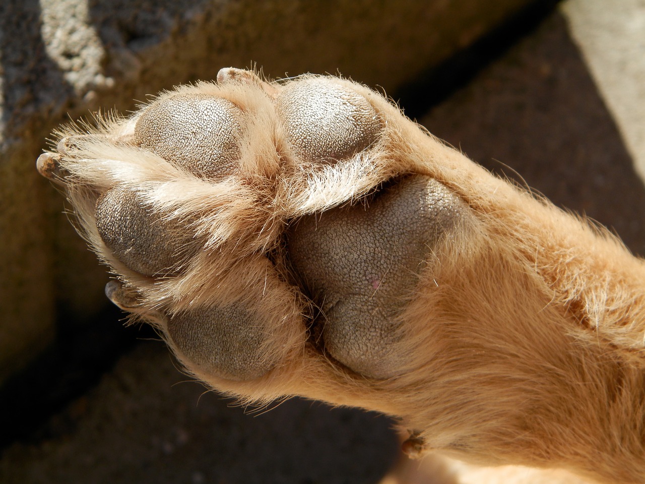 dog pets paw free photo