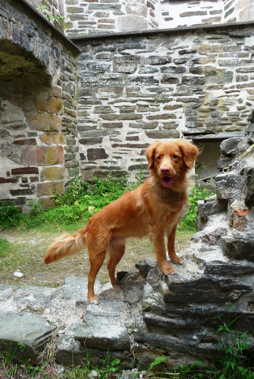 dog tollers nowa scotia duck tolling retriever free photo