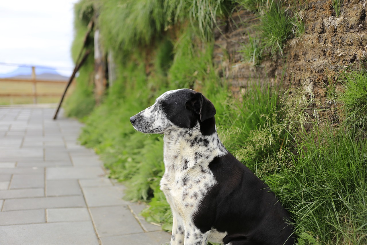 dog house grass free photo